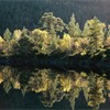 Scots Pine & Silver Birch refected in Loch Beinn a' Mheadhoin, Glen Affric. Scotland. October. 